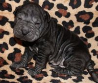Chinese Shar Pei Puppies for sale in Houston, TX, USA. price: $550