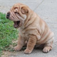 Chinese Shar Pei Puppies for sale in Los Angeles, CA, USA. price: $500