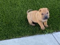 Chinese Shar Pei Puppies for sale in Long Beach, CA 90805, USA. price: $800