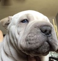 Chinese Shar Pei Puppies for sale in Granada Hills, Los Angeles, CA, USA. price: $400