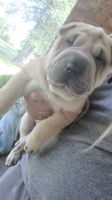 Chinese Shar Pei Puppies for sale in Mt Orab, OH 45154, USA. price: $1,000