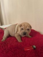 Chinese Shar Pei Puppies for sale in Sacramento, CA, USA. price: $1,000