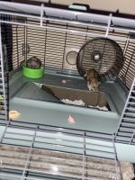 Chinese Striped Hamster Rodents for sale in Rockwall, TX, USA. price: $80