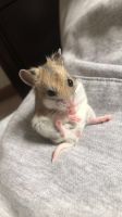 Chinese Striped Hamster Rodents for sale in Brentwood, PA, USA. price: $45