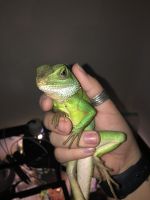 Chinese Water Dragon Reptiles for sale in Jarrell, TX 76537, USA. price: $150