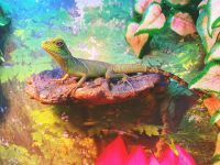 Chinese Water Dragon Reptiles for sale in Orange, TX, USA. price: $300