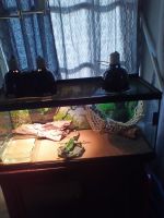 Chinese Water Dragon Reptiles for sale in Bradenton, FL, USA. price: $100