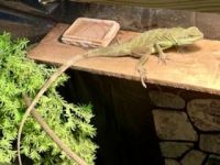 Chinese Water Dragon Reptiles for sale in Buffalo, NY, USA. price: $250