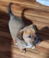 Chinook Puppies for sale in Lincoln, NE, USA. price: $200