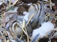 Chipmunk Rodents for sale in Buford, GA, USA. price: NA
