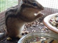 Chipmunk Rodents for sale in Buford, GA, USA. price: NA