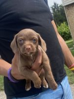Chipoo Puppies for sale in UPPER ARLNGTN, OH 43221, USA. price: $800