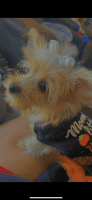 Chipoo Puppies for sale in Los Angeles, CA 90044, USA. price: $750