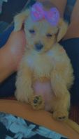 Chipoo Puppies for sale in Los Angeles, CA 90044, USA. price: $750