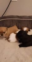 Chipoo Puppies for sale in Richmond E, Richmond, KY 40475, USA. price: $250