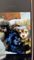 Chipoo Puppies for sale in Las Vegas, NV, USA. price: $2,000