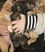 Chipoo Puppies for sale in Cambridge, Massachusetts. price: $1,500
