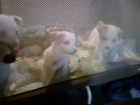 Chipoo Puppies for sale in Las Vegas, Nevada. price: NA