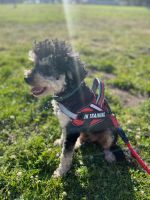 Chipoo Puppies for sale in Richmond, California. price: $5,000