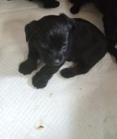 Chipoo Puppies for sale in Spring Grove, Illinois. price: $300