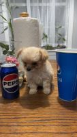Chipoo Puppies for sale in Mint Hill, NC, USA. price: $1,500