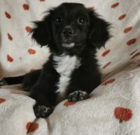 Chipoo Puppies for sale in Aguanga, CA 92536, USA. price: $200