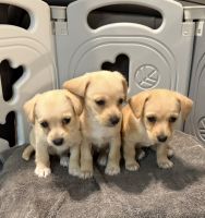 Chipoo Puppies for sale in Winter Garden, FL 34787, USA. price: $400