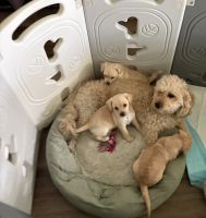 Mini Golden Doodle mix