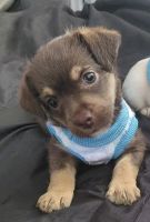 Chipoo Puppies for sale in Fairfield, CA, USA. price: $150