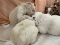 CHIPOO PUPPIES