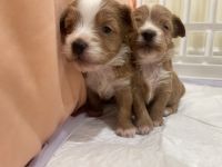 CHIPOO PUPPIES