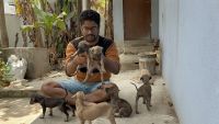 Chippiparai Puppies for sale in Guduvancheri, Tamil Nadu, India. price: 8,000 INR