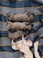 Chippiparai Puppies for sale in Maduravoyal, Chennai, Tamil Nadu, India. price: 12,000 INR