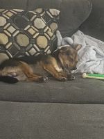 Need to go to a loving home