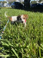 Chiweenie Puppies for sale in Cooper City, FL, USA. price: $750
