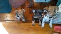 Chiweenie Puppies for sale in Wadesboro, NC, USA. price: $200