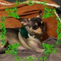 Lily, looking for a new, loving home