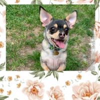 Lily, looking for a new, loving home