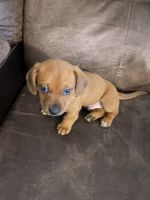 Chiweenie Puppies for sale in Frederica, DE 19946, USA. price: $300