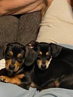 Chiweenie Puppies for sale in Moss Point, MS, USA. price: $200