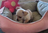 Chiweenie Puppies for sale in Fort Worth, TX 76134, USA. price: $425
