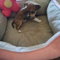 Chiweenie Puppies for sale in Fort Worth, TX 76134, USA. price: $425