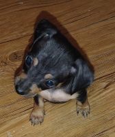 Chiweenie Puppies for sale in Cleburne, TX, USA. price: $100
