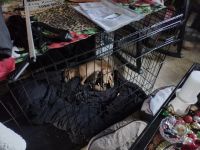 Chiweenie Puppies for sale in Barnwell, SC 29812, USA. price: $500