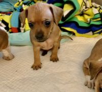 Chiweenie Puppies for sale in Fairfield, CT, USA. price: $500