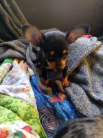 Chiweenie Puppies for sale in Bakersfield, CA, USA. price: $575