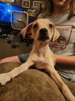 Chiweenie Puppies for sale in Lind, WA 99341, USA. price: $400