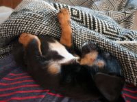 Chiweenie Puppies for sale in Fort Worth, Texas. price: $20,000