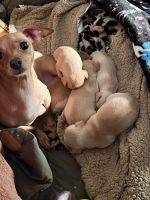 Chiweenie Puppies for sale in Seattle, Washington. price: $500