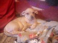 Chiweenie Puppies for sale in Rockland, Idaho. price: NA